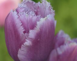 Tulipa andapos;Lilac Crystalandapos; (fringed tulip bulbs)