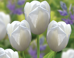Tulipa andapos;Catherinaandapos; (single late tulip bulbs)