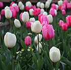 Pink and white tulips