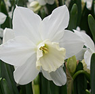 Narcissus Tresamble