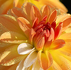 Dahlia Coupe de Soleil