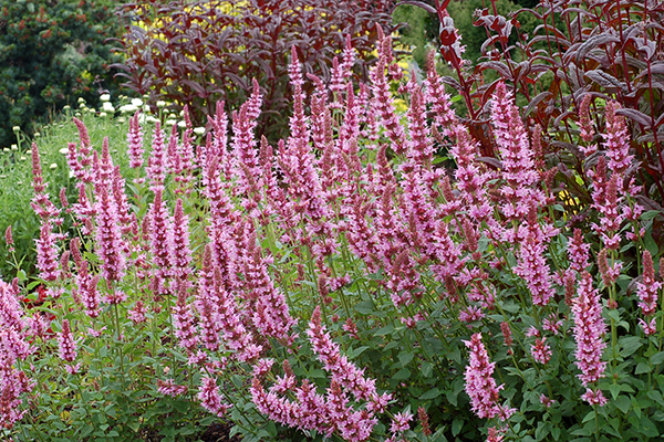 Buy hyssop Agastache 'Cotton Candy (PBR)' Delivery by Crocus