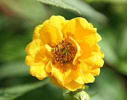 Geum Fire Storm Avens Fire Storm In Gardentags Plant Encyclopedia