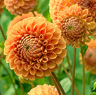 Dahlia Sylvia