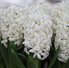 Hyacinthus orientalis White Pearl