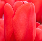 Tulipa Lalibela