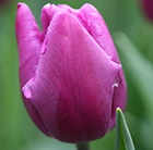 Tulipa Purple Flag