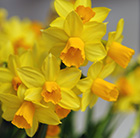 Narcissus Jetfire
