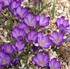 Crocus Ruby Giant