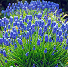 Muscari armeniacum