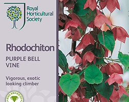 Rhodochiton atrosanguineus (purple bell vine) Rhodochiton atrosanguineus (purple bell vine)