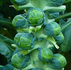 brussels sprout Brodie
