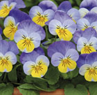 Viola Sorbet Yellow Frost