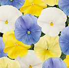 Pansy Pastel mix