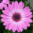 Osteospermum Lavender Pink ('14') (Flowerpower series) (PBR)