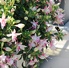 Fuchsia Sophia (Bella Series) (PBR)