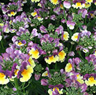 Nemesia Aroma Rhubarb & Custard (Aroma Series)
