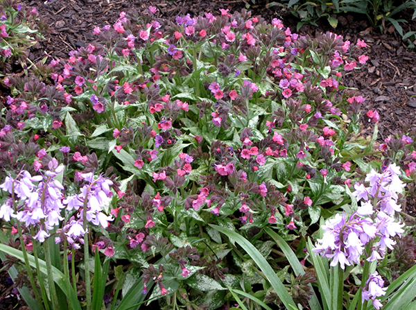 buy lungwort silver bouquet pulmonaria silver bouquet pbr delivery by waitrose garden in buy lungwort silver bouquet pulmonaria silver bouquet pbr delivery by waitrose garden in