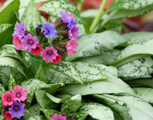 buy lungwort silver bouquet pulmonaria silver bouquet pbr delivery by waitrose garden in buy lungwort silver bouquet pulmonaria silver bouquet pbr delivery by waitrose garden in