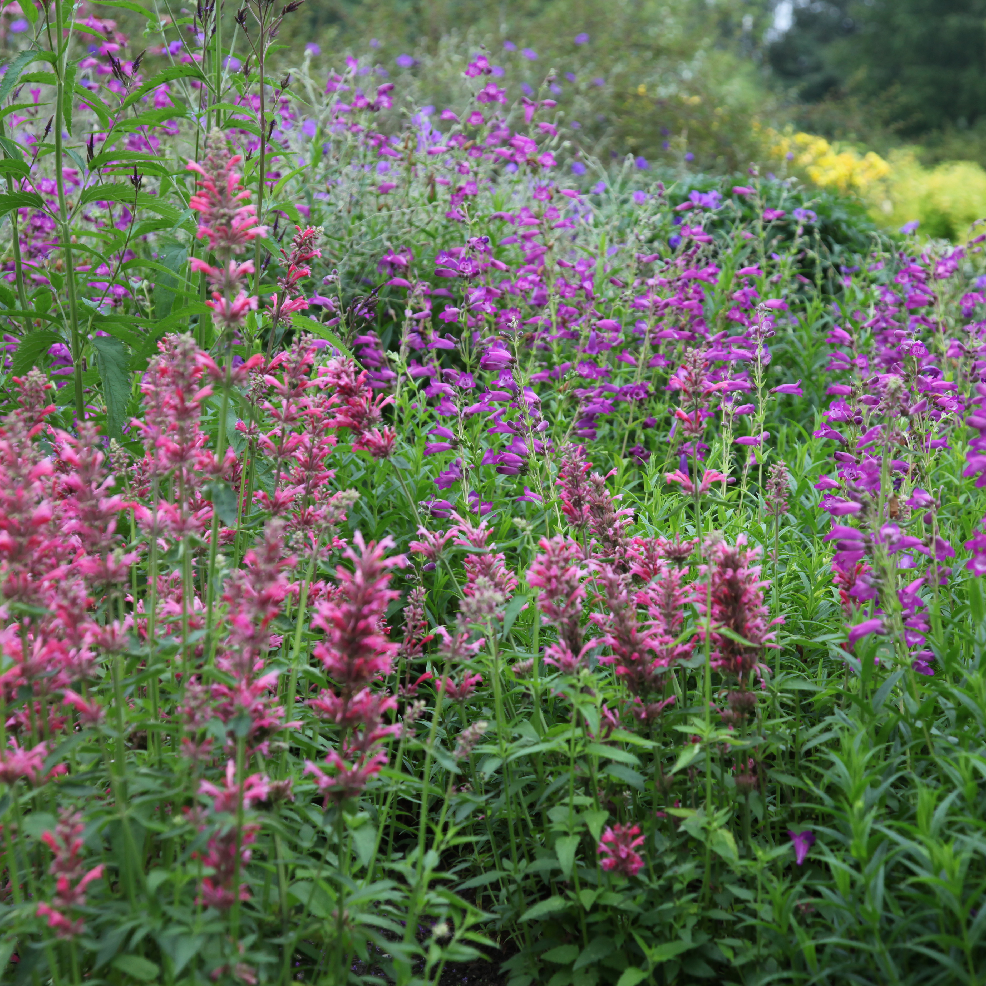 Buy Mexican giant hyssop Agastache mexicana 'Red Fortune (PBR ...