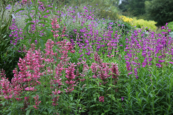 Buy Mexican giant hyssop Agastache mexicana 'Red Fortune (PBR)'