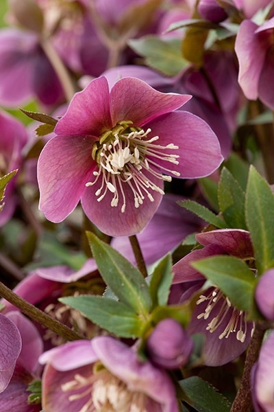 Buy hellebore Helleborus purpurascens