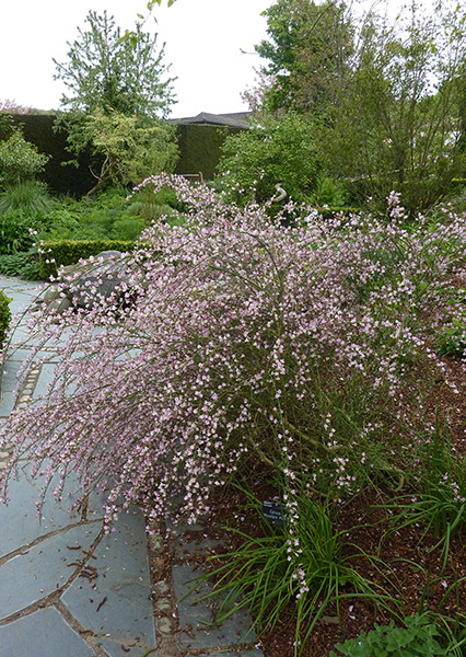 Buy broom Cytisus 'Moyclare Pink': Delivery by Crocus