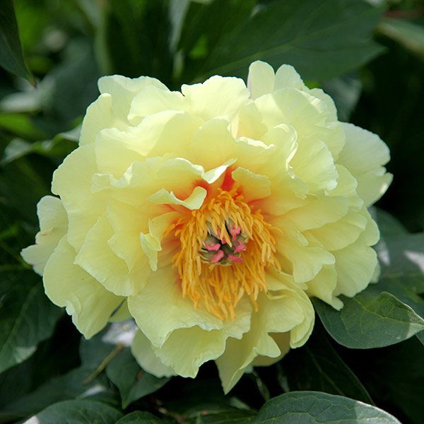 Buy Intersectional Peony Paeonia 'Bartzella'