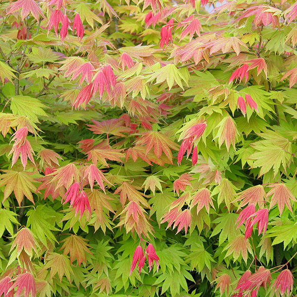 Buy maple Acer shirasawanum 'Moonrise ('Munn001') (PBR)' Delivery by