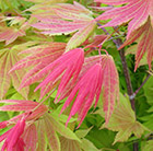 Acer shirasawanum Moonrise ('Munn001') (PBR)