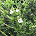 Satureja montana