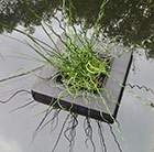 Floating island for 1 litre shallow water plants