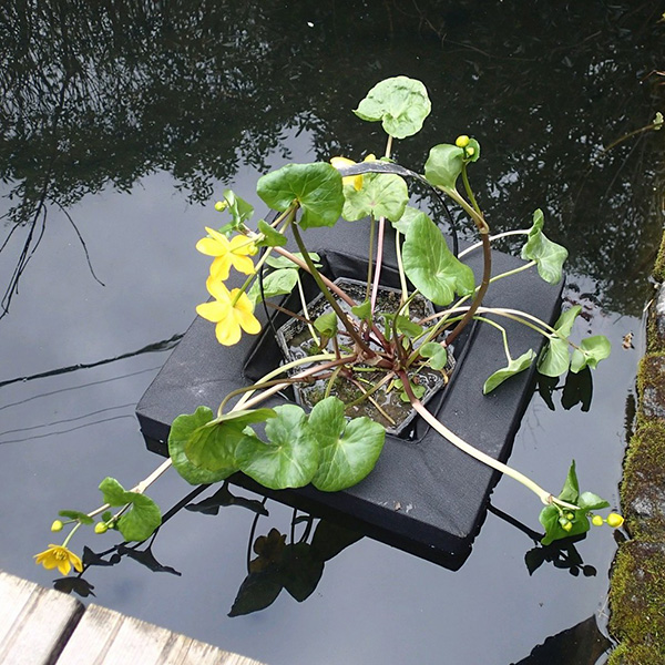 Buy Floating island for 3 litre shallow water plants Floating island