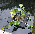 Floating island for 3 litre shallow water plants