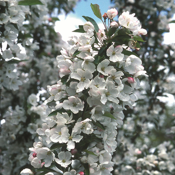 buy crab apple syn malus admiration malus buy crab apple syn malus admiration malus