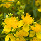 Hypericum kalmianum Sunny Boulevard ('Deppe') (PBR)