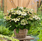 Hydrangea macrophylla Dancing Snow