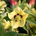 Helleborus × hybridus Harvington Yellow with Dark Eye