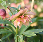 Helleborus × hybridus Harvington Double Apricots