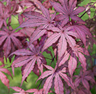 Acer palmatum Amagi-shigure