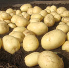 potato Casablanca (PBR)