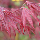 Acer palmatum Starfish (PBR)
