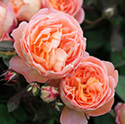 Rosa Lady Emma Hamilton ('Ausbrother') (PBR)