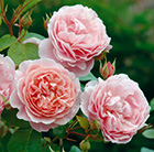 Rosa Strawberry Hill ('Ausrimini') (PBR)