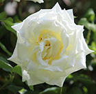 Rosa Paul's Lemon Pillar