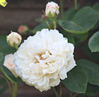 Rosa Sombreuil