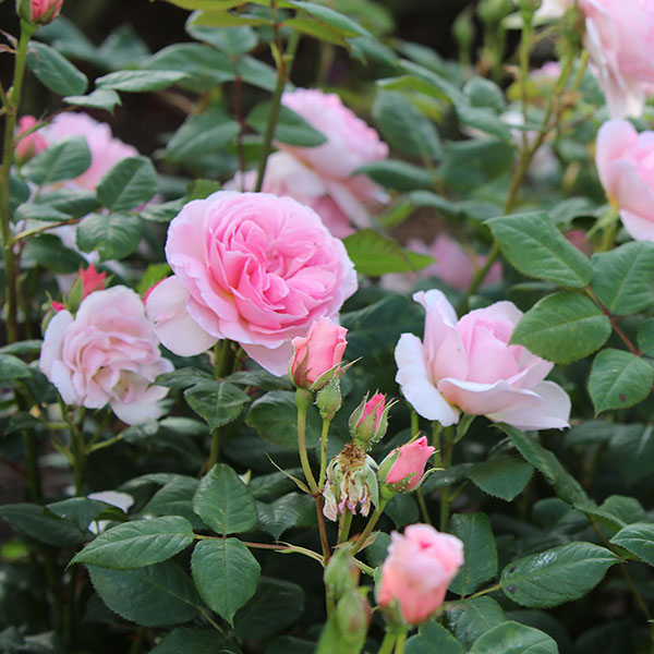 Buy rose The Ancient Mariner (shrub) Rosa 'The Ancient Mariner ...