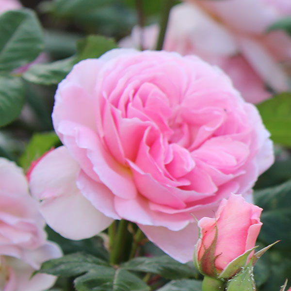 Buy rose The Ancient Mariner (shrub) Rosa 'The Ancient Mariner ...
