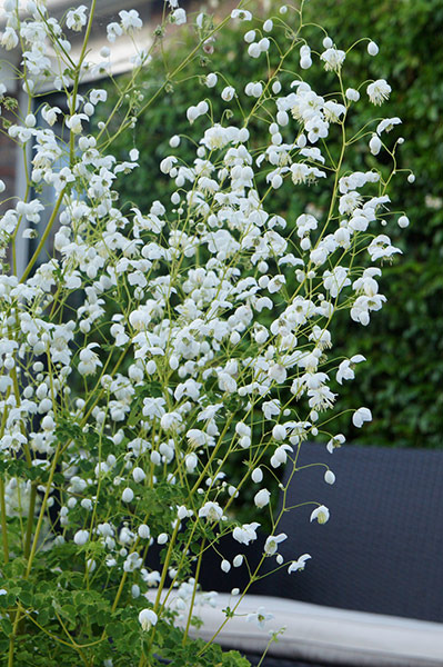 Buy meadow rue Thalictrum delavayi 'Splendide White