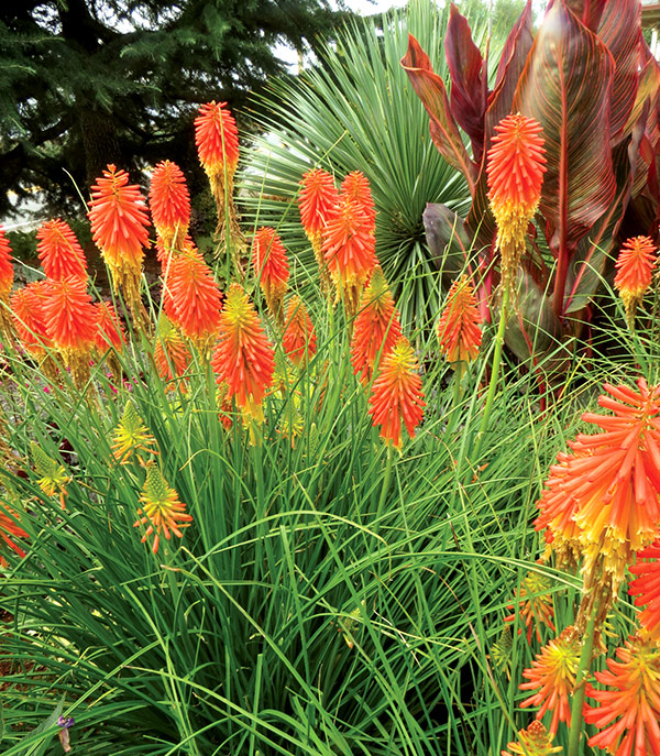 Buy red hot poker Kniphofia 'Ember Glow ('Tneg') (PBR) (Glow Series ...